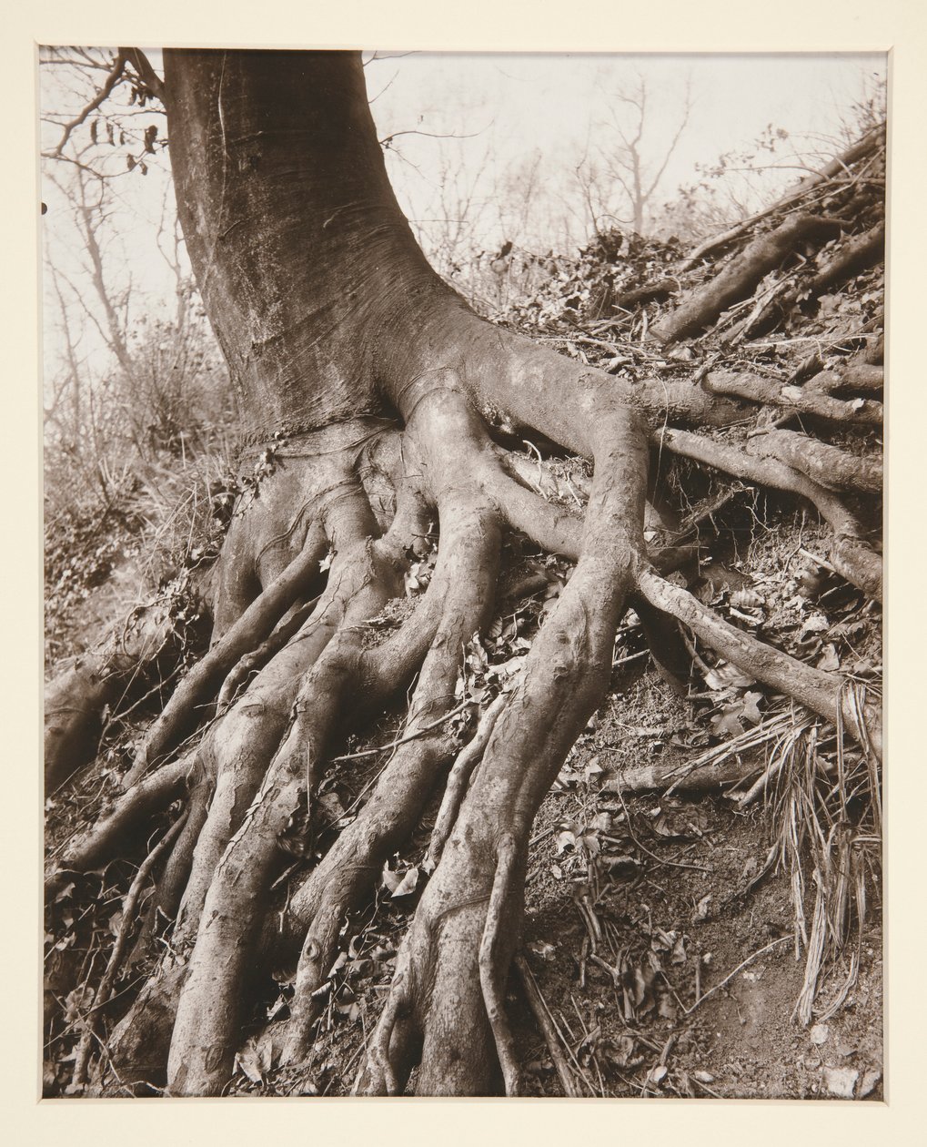 Saint-Cloud alkotó: Eugène Atget