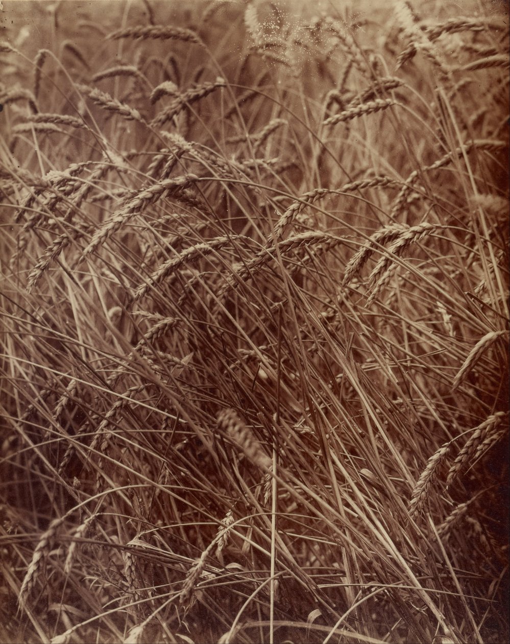 Búza alkotó: Eugène Atget