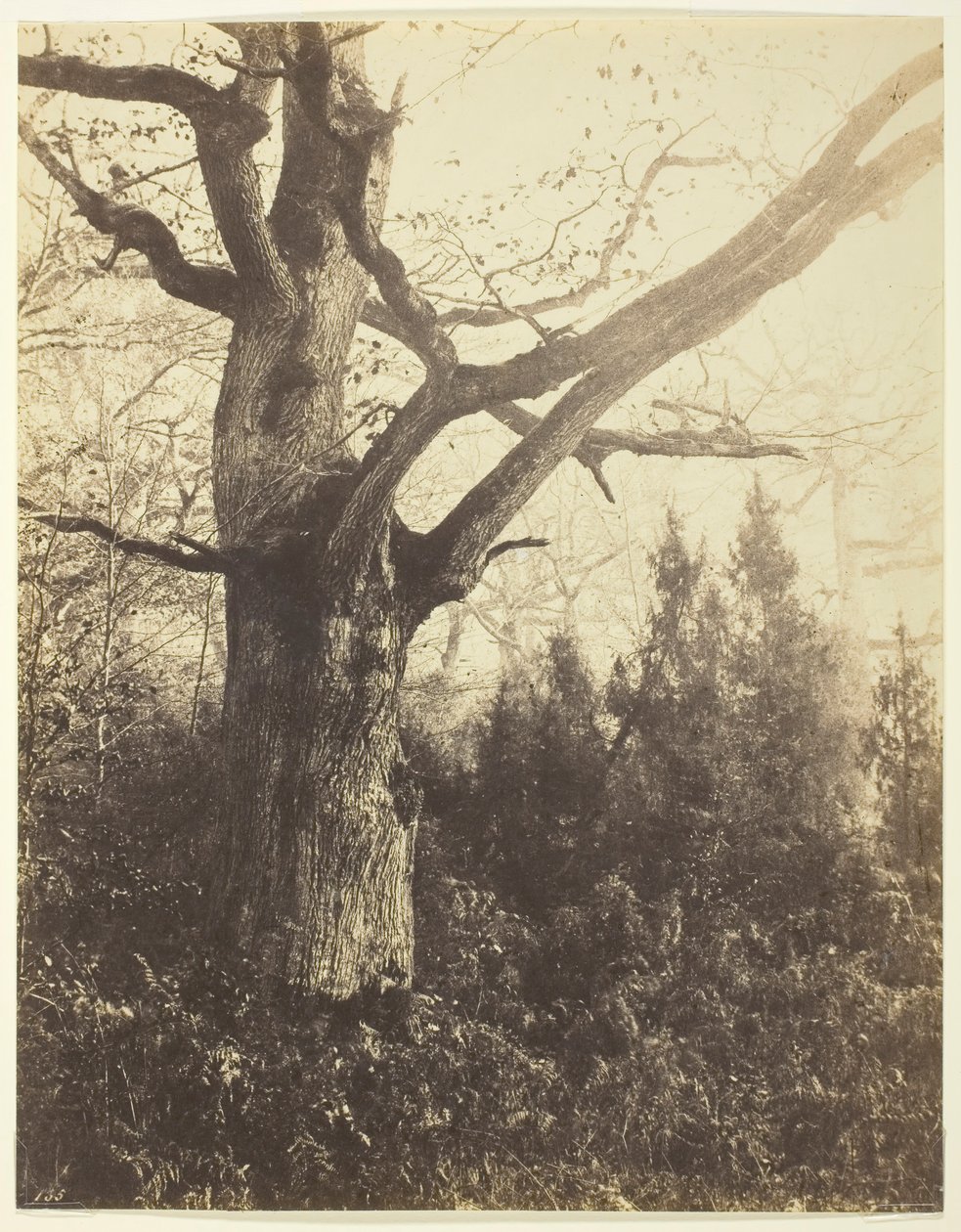 Cím nélkül [fa], c. 1860. alkotó: Eugène Cuvelier