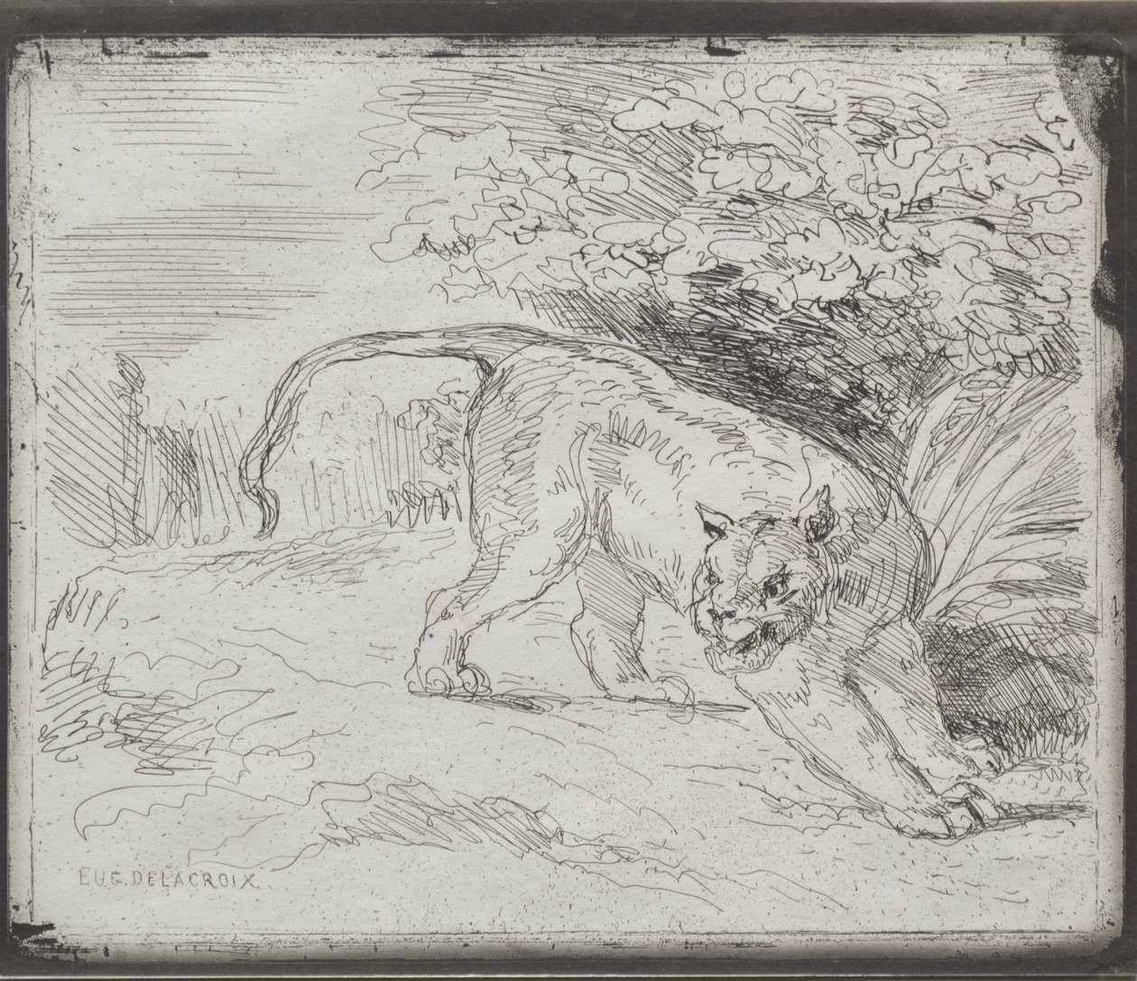 Egy csapdába esett tigris alkotó: Eugène Delacroix