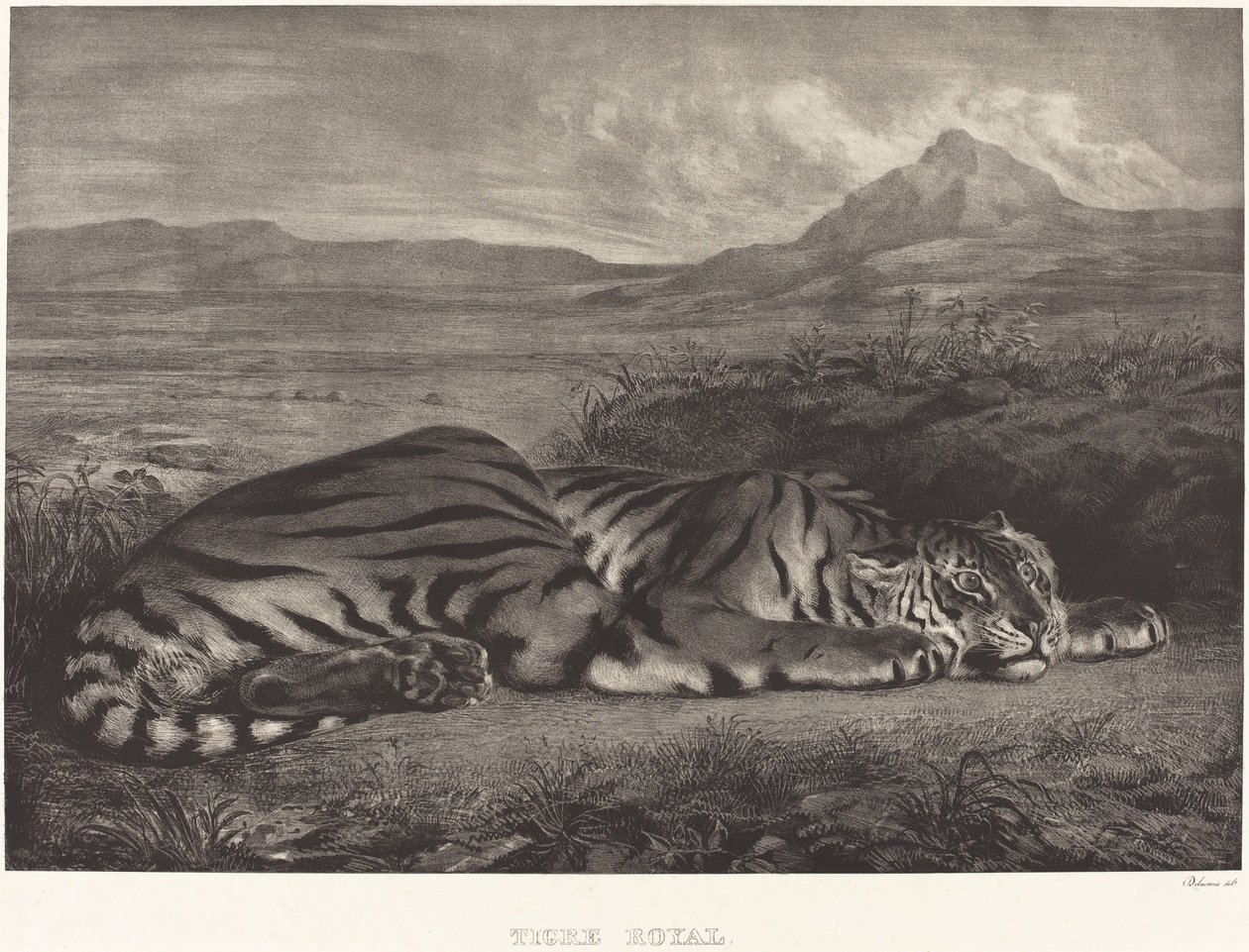 Royal Tigris Tigris Royal, 1829. alkotó: Eugène Delacroix