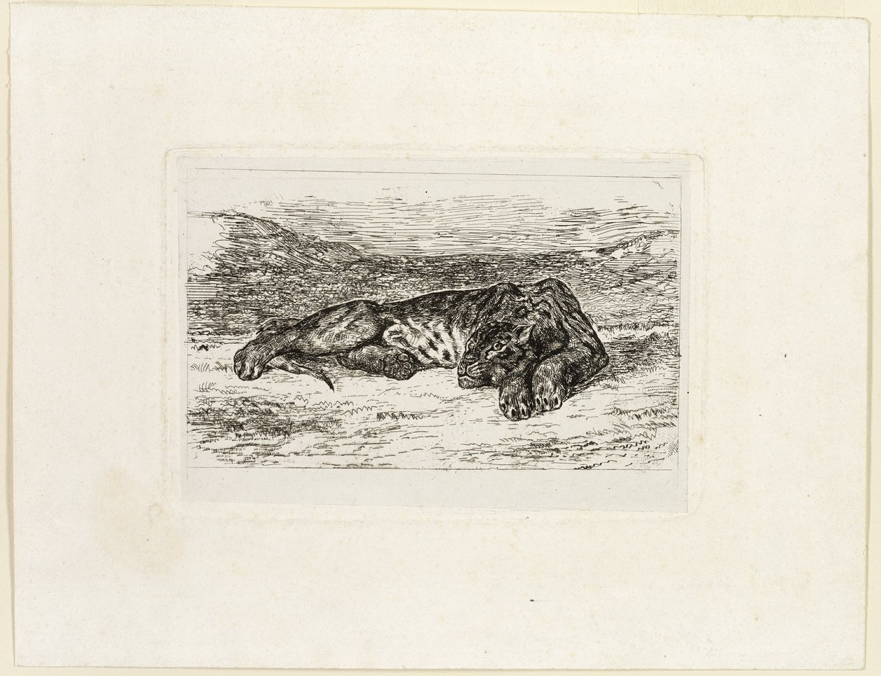 Tigris pihen a sivatagban alkotó: Eugène Delacroix