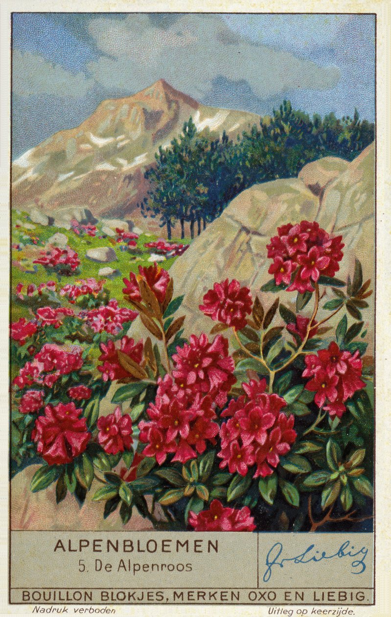 Alpenrose (Rhododendron ferrugineum) (chromolitho) alkotó: European School
