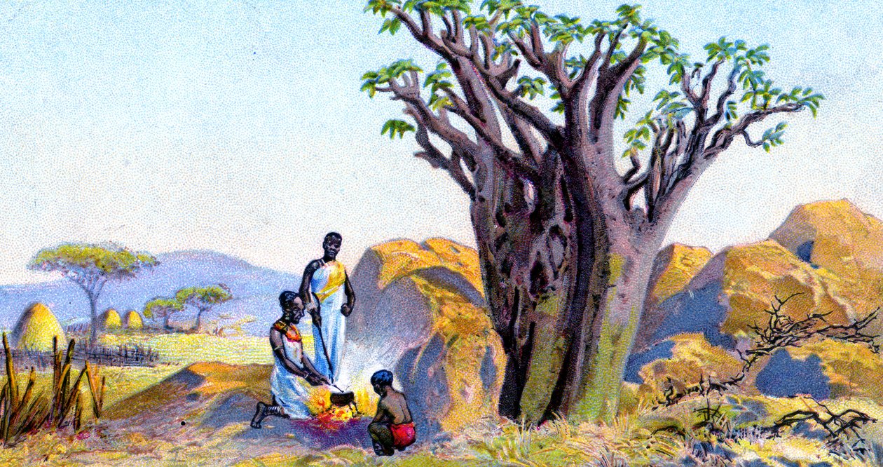 Cissus cramerianus alkotó: European School