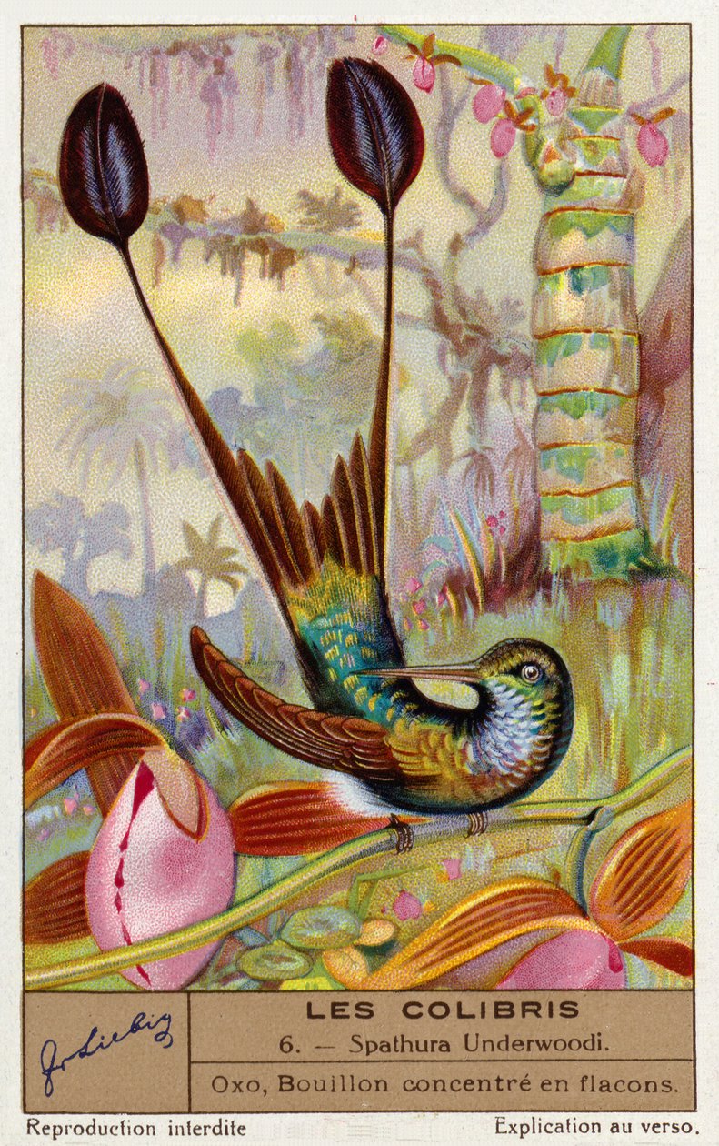 Fehérlábú rackajáró (Spathura Underwoodii) (chromolitho) alkotó: European School