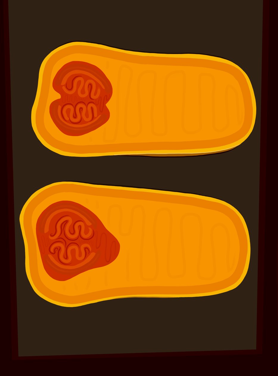 Butternut tök (digitális művészet) alkotó: Evan Sklar