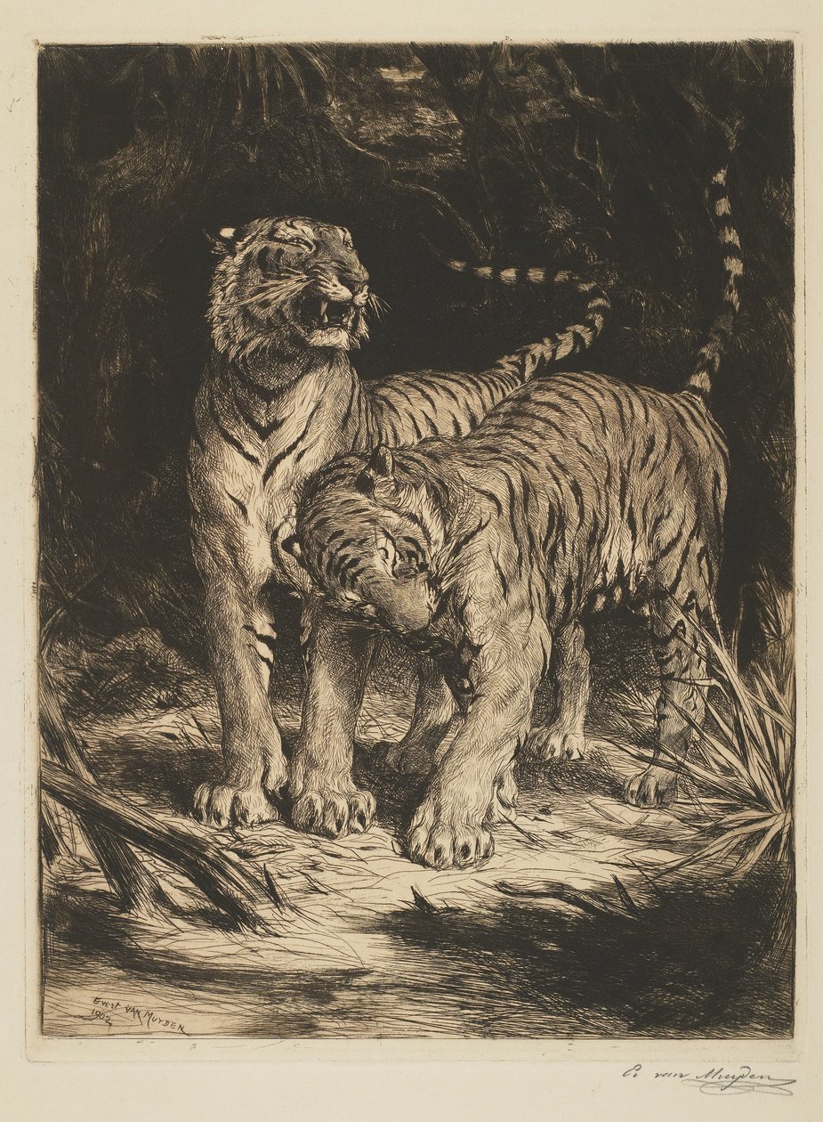 Két tigris alkotó: Evert van Muyden