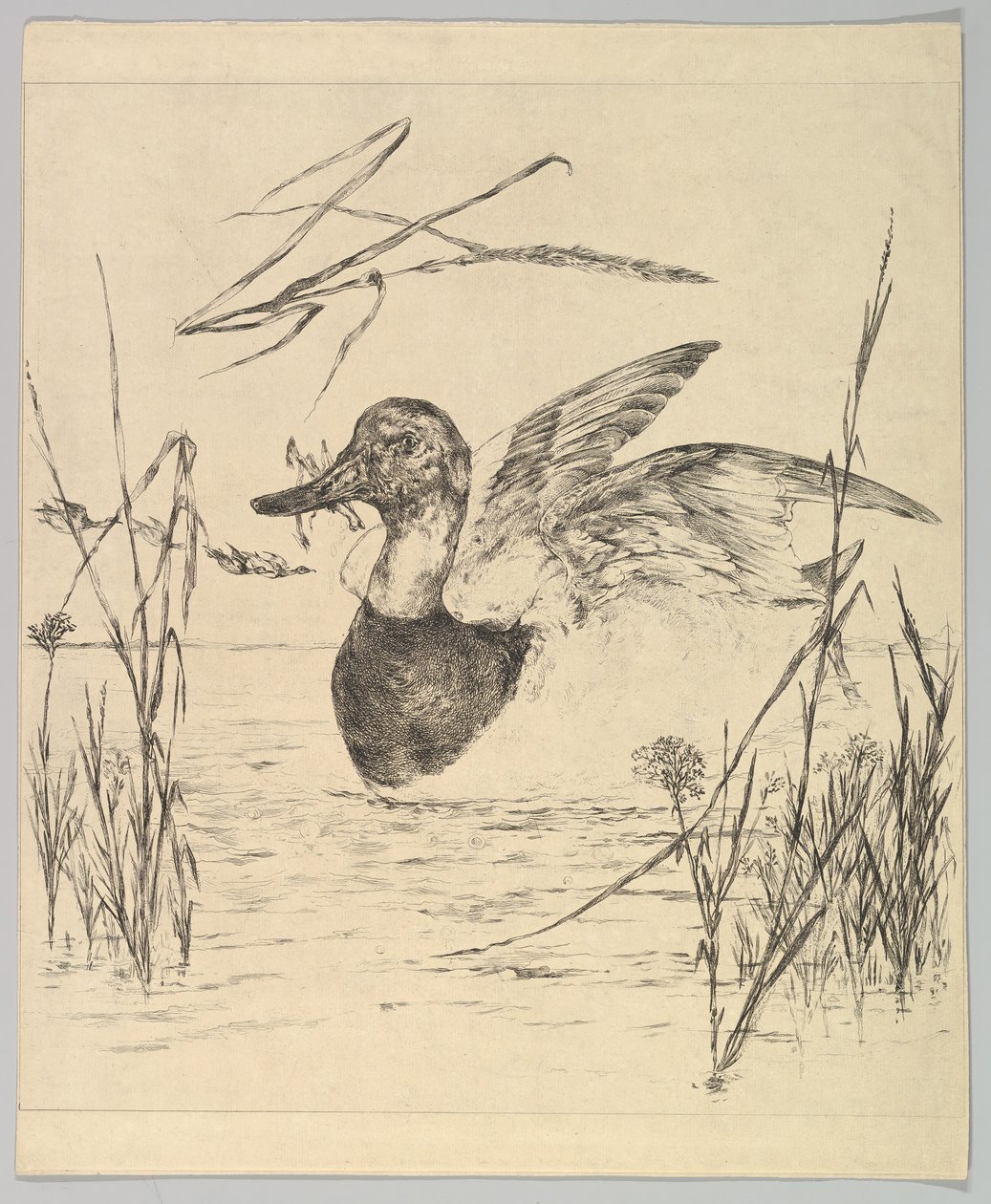 Kacsa, 1850-1914. alkotó: Felix Bracquemond