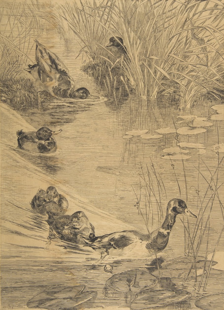 Kacsa Frolic, 1850-1914. alkotó: Felix Bracquemond