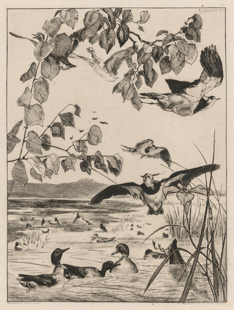 Lapwings és Teals alkotó: Felix Bracquemond