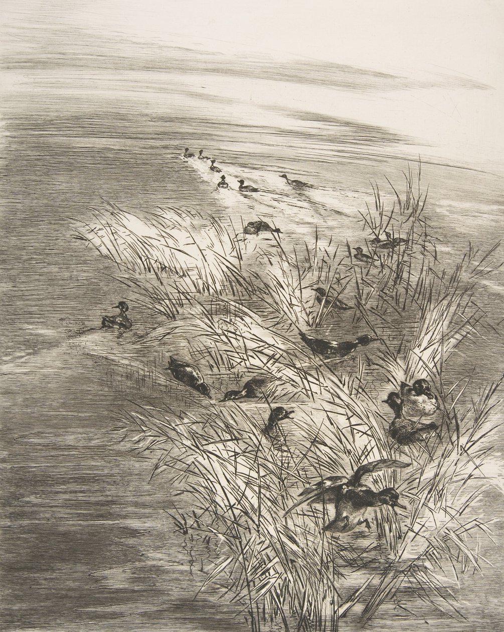 Nád és kékeszöld, 1882. alkotó: Felix Bracquemond