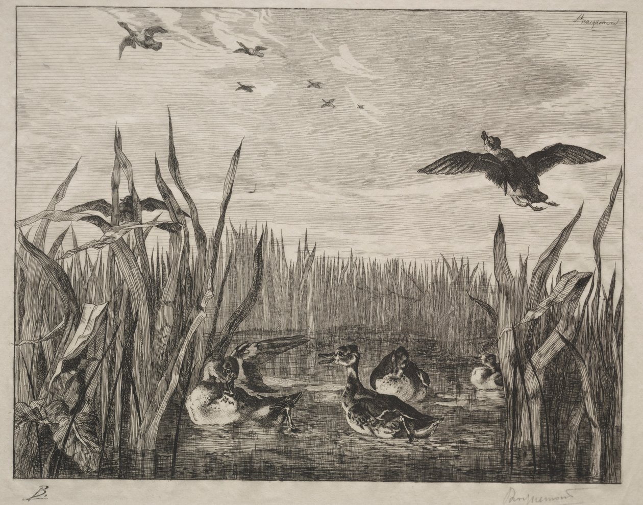 Kékeszöld, 1853. alkotó: Felix Bracquemond