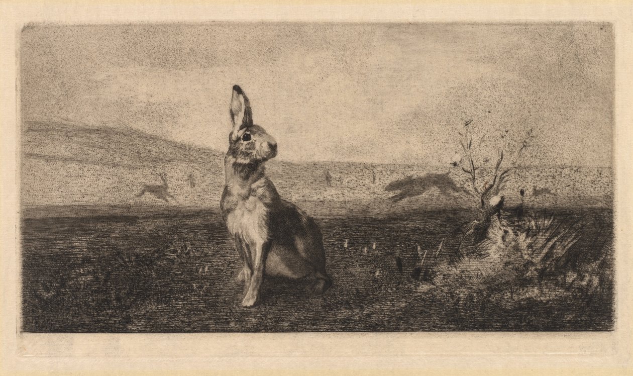 A nyúl Le Hare, 1865. alkotó: Felix Bracquemond