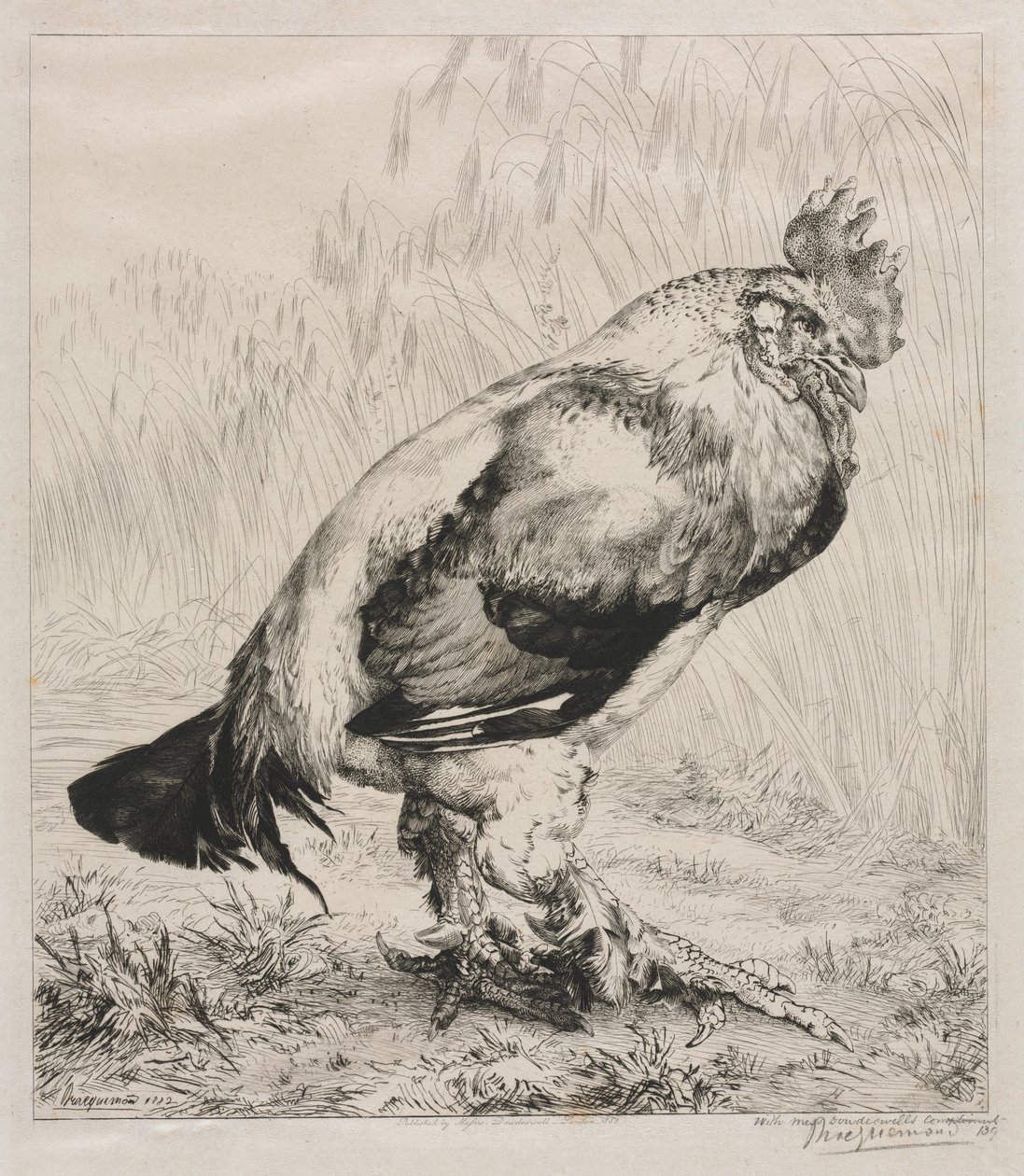 Az Öreg Kakas alkotó: Felix Bracquemond