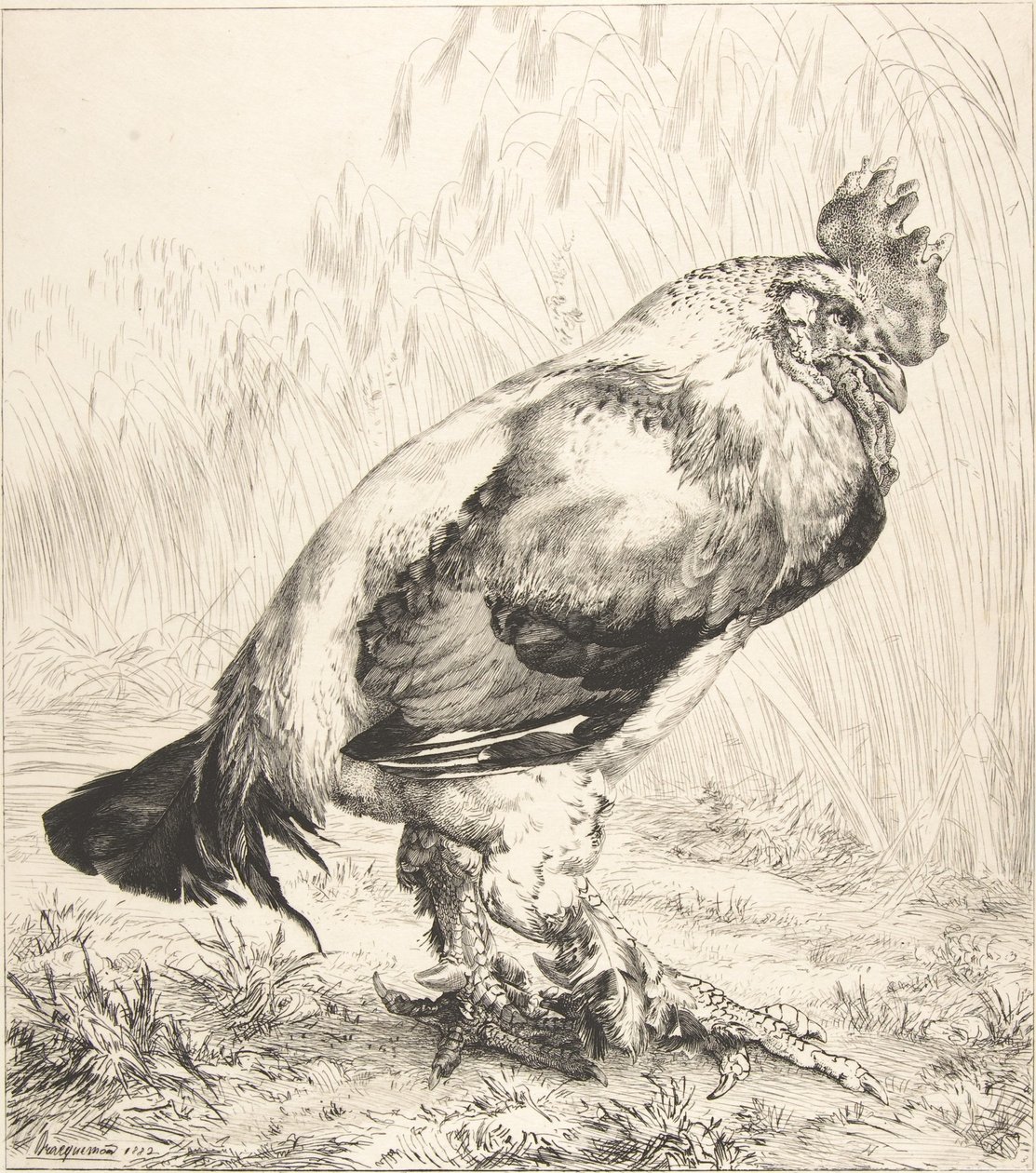 Az öreg kakas, 1882. alkotó: Felix Bracquemond