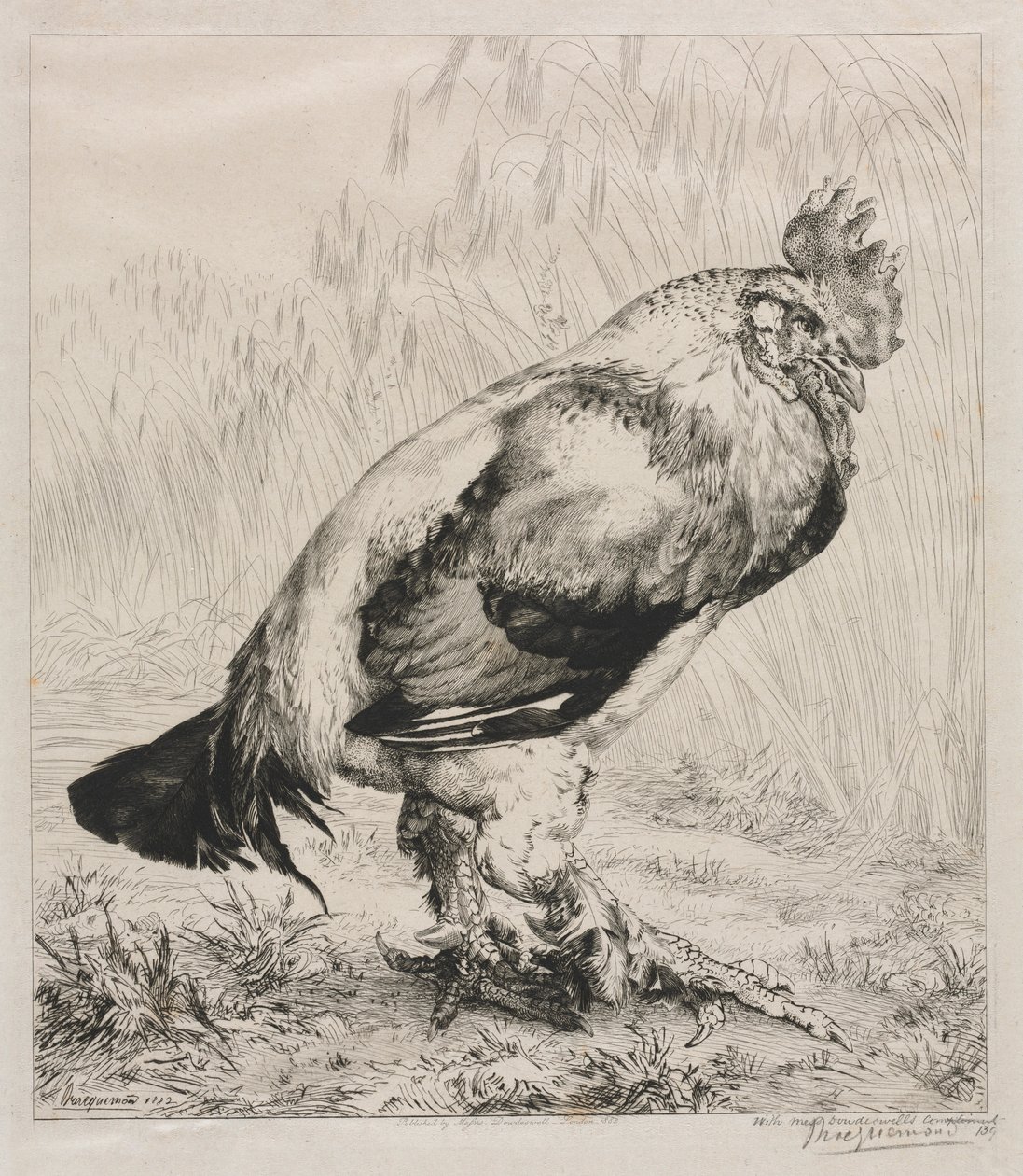 Az öreg kakas, 1882. alkotó: Felix Bracquemond