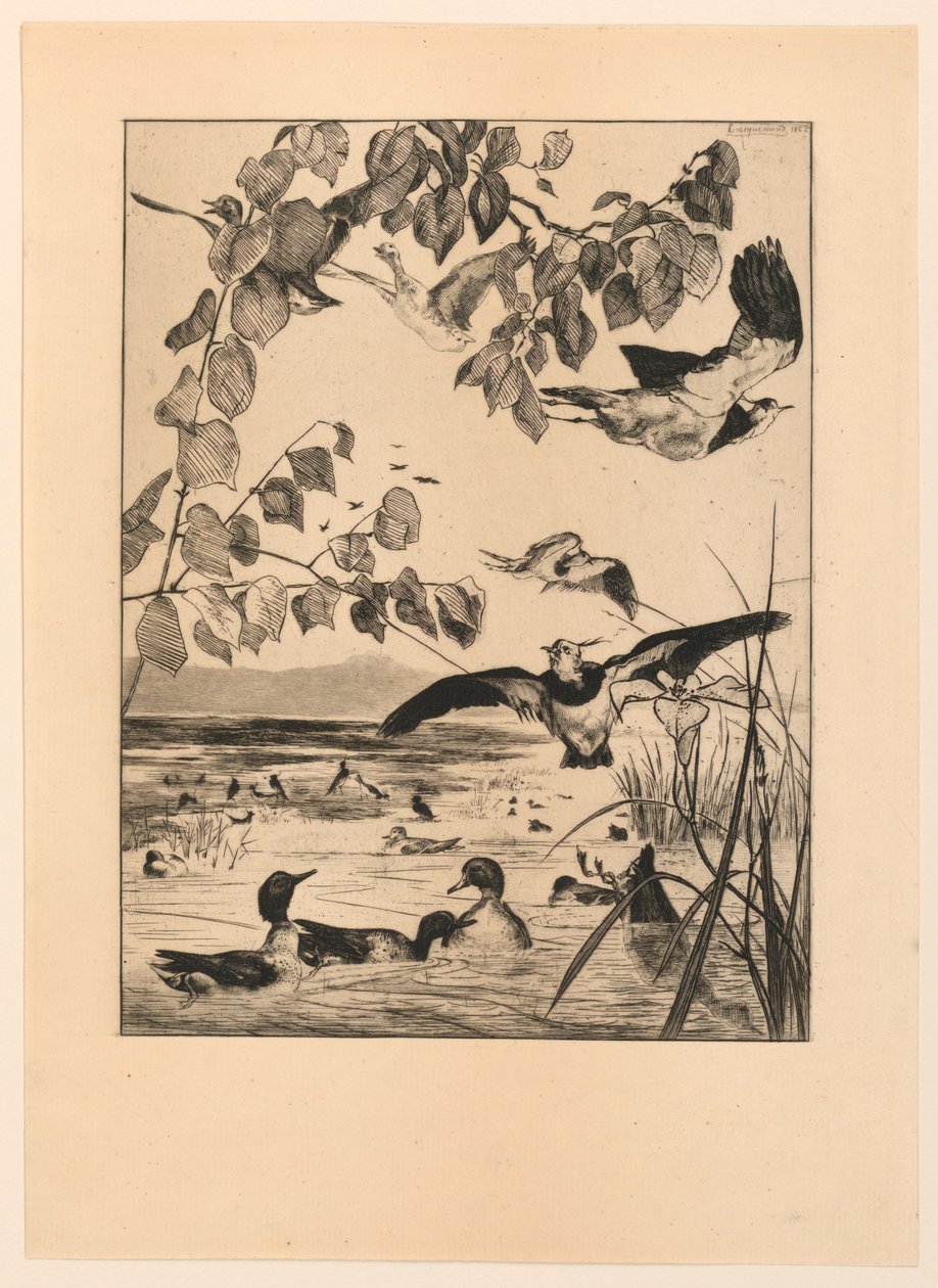 Lapwings és Teal alkotó: Felix Bracquemond