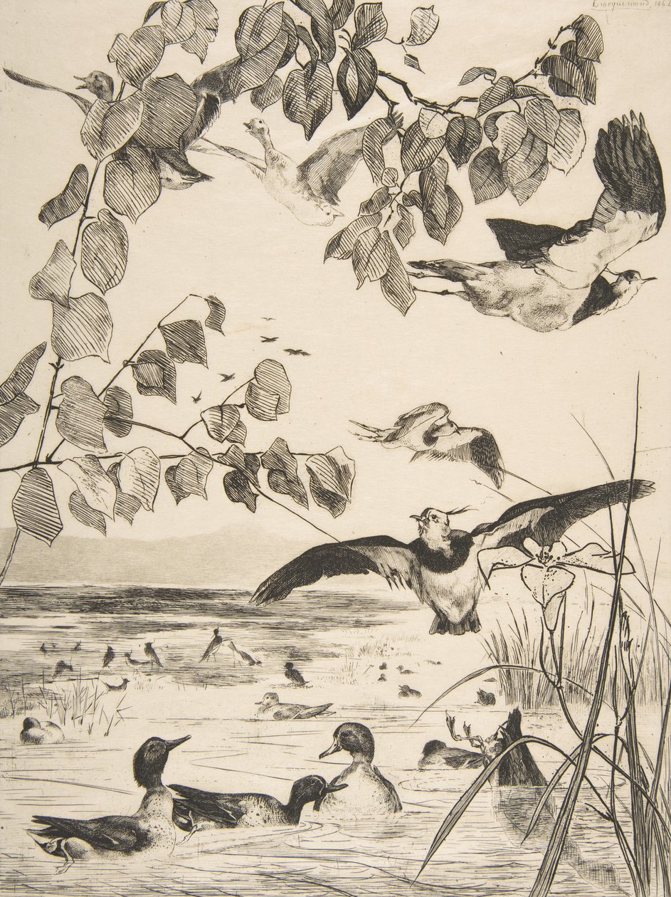 Lapwings and Sarcelles, 1862. alkotó: Felix Bracquemond