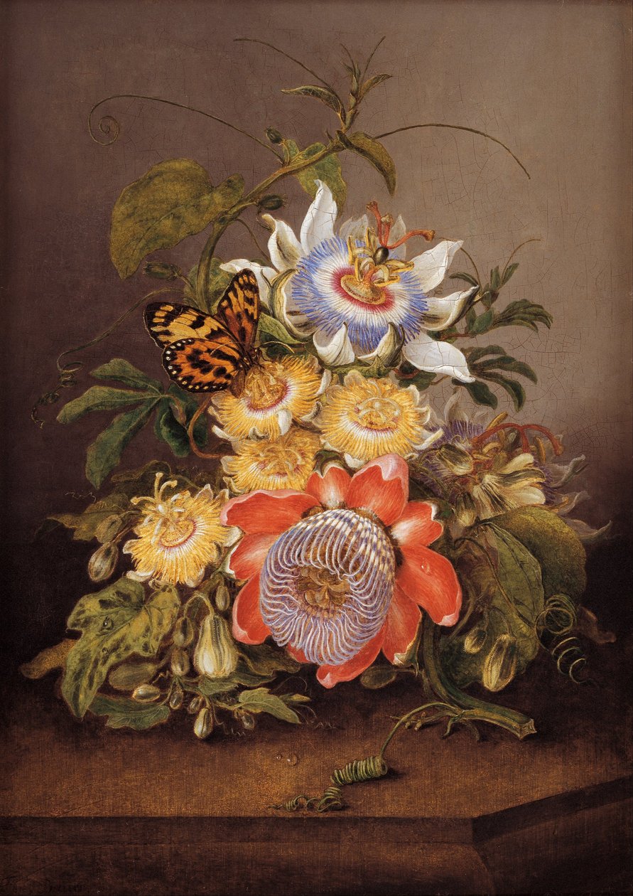 Passióvirágok alkotó: Ferdinand Bauer