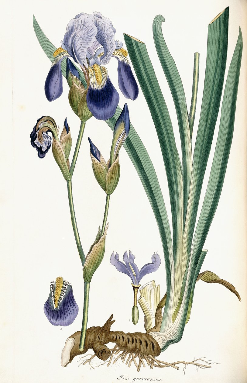 Iris Germanica, 1847 alkotó: Ferdinand Bauer