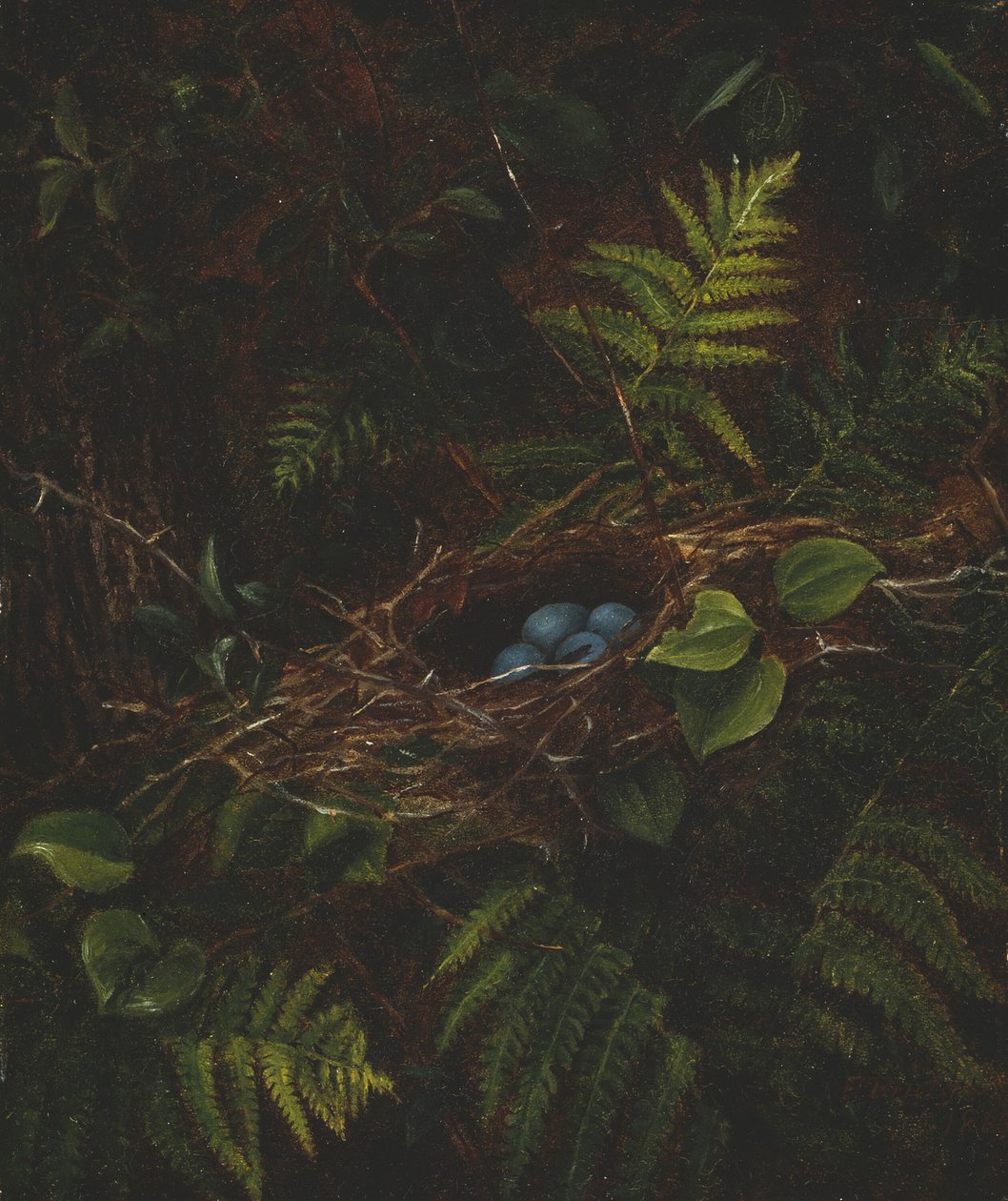 Madárfészek és páfrányok, 1863. alkotó: Fidelia Bridges
