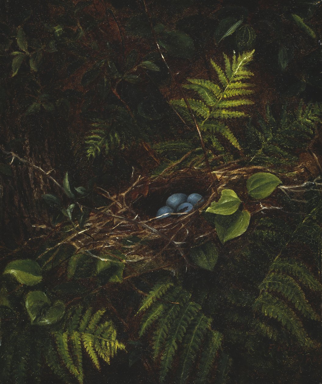 Madárfészek és páfrányok, 1863 alkotó: Fidelia Bridges
