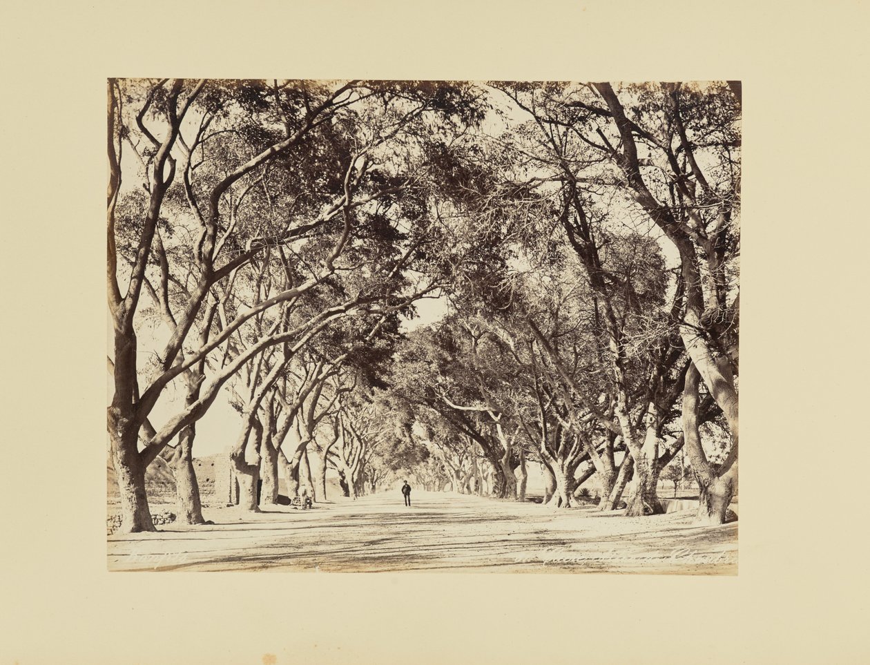 Kairó, Allée de Choubra alkotó: Félix Bonfils