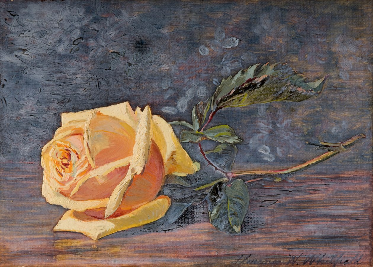 Sárga rózsa, 1887. alkotó: Florence Westwood Whitfield