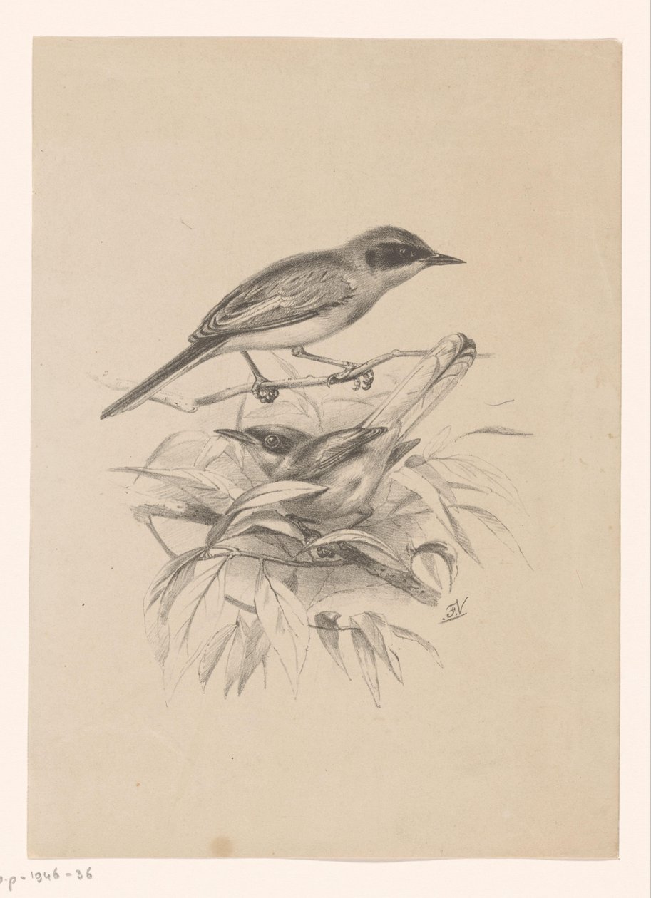 Két kismadár egy ágon alkotó: Floris Verster