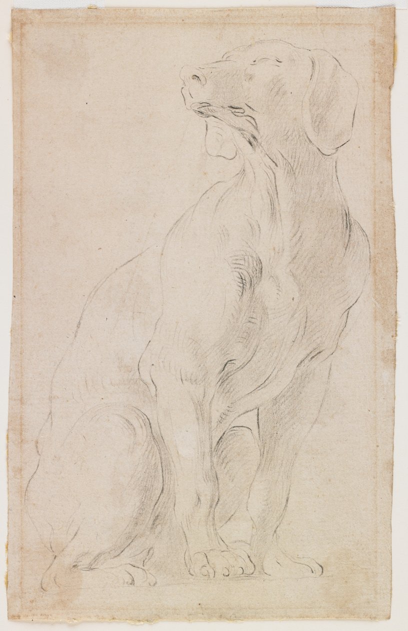 Ülő kutya, 1710-15 (fekete kréta papíron) alkotó: Francesco Solimena