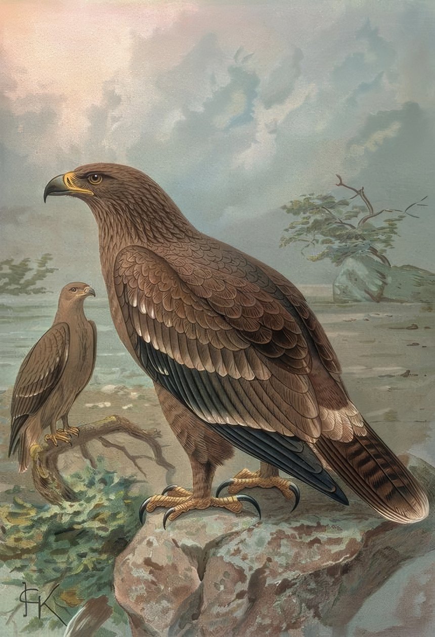 GRAVING-NEPÁLI SAS-NŐK-AQUILA NIPALENSIS alkotó: Francia