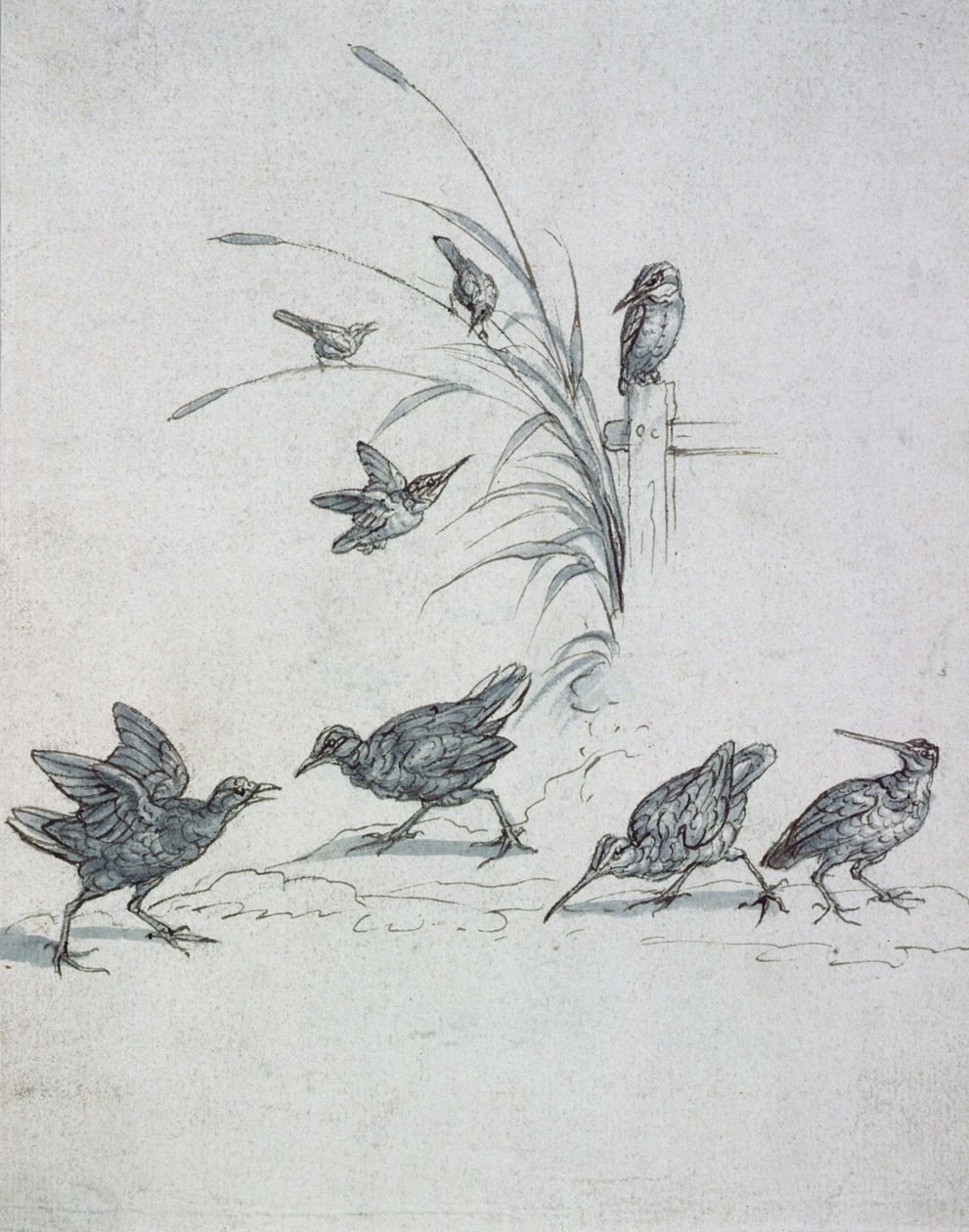 Kingfishers, Curlew és más madarak, 17. század (rajz) alkotó: Francis Barlow