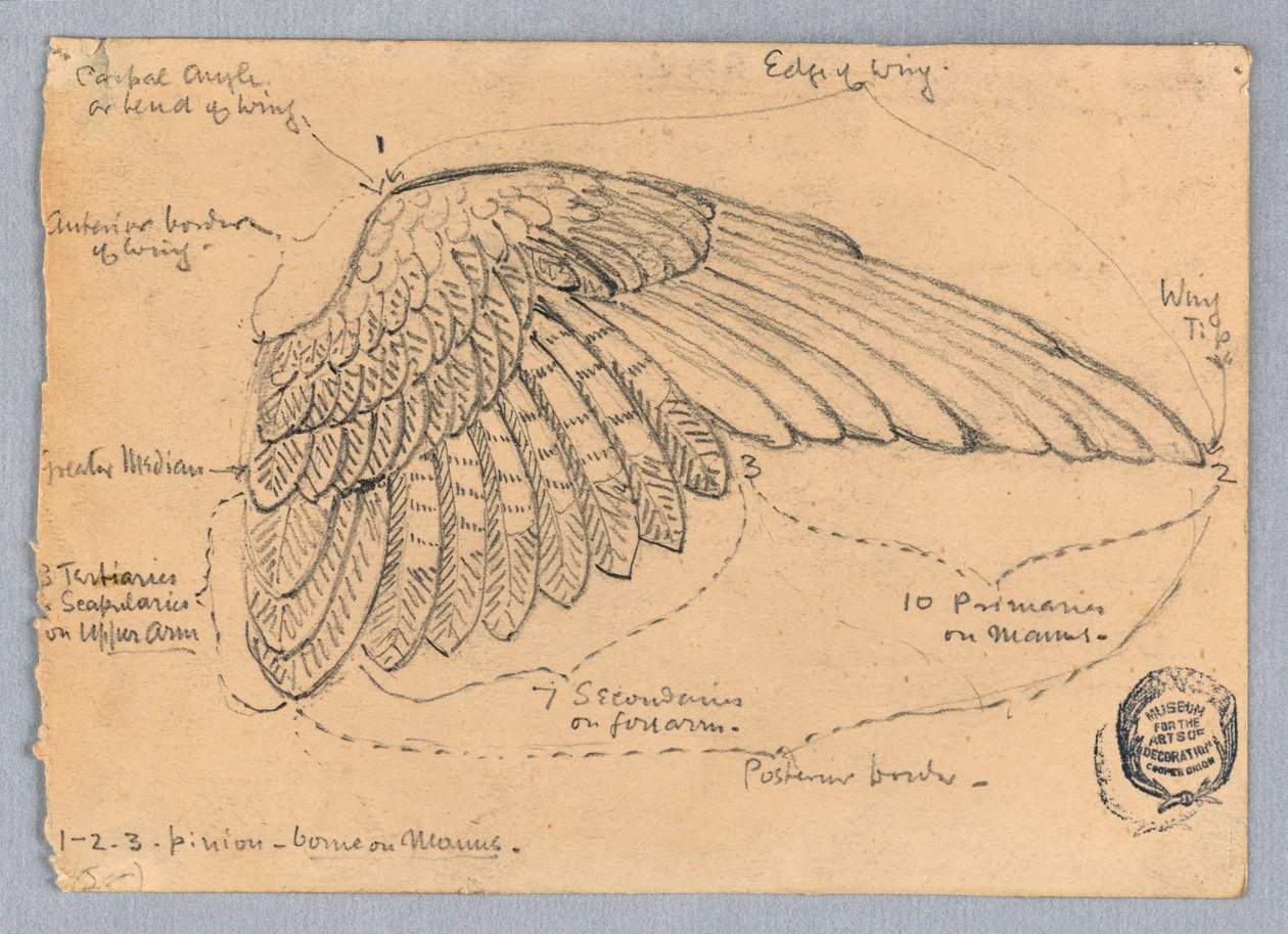 Egy szárny tanulmányozása alkotó: Francis Augustus Lathrop