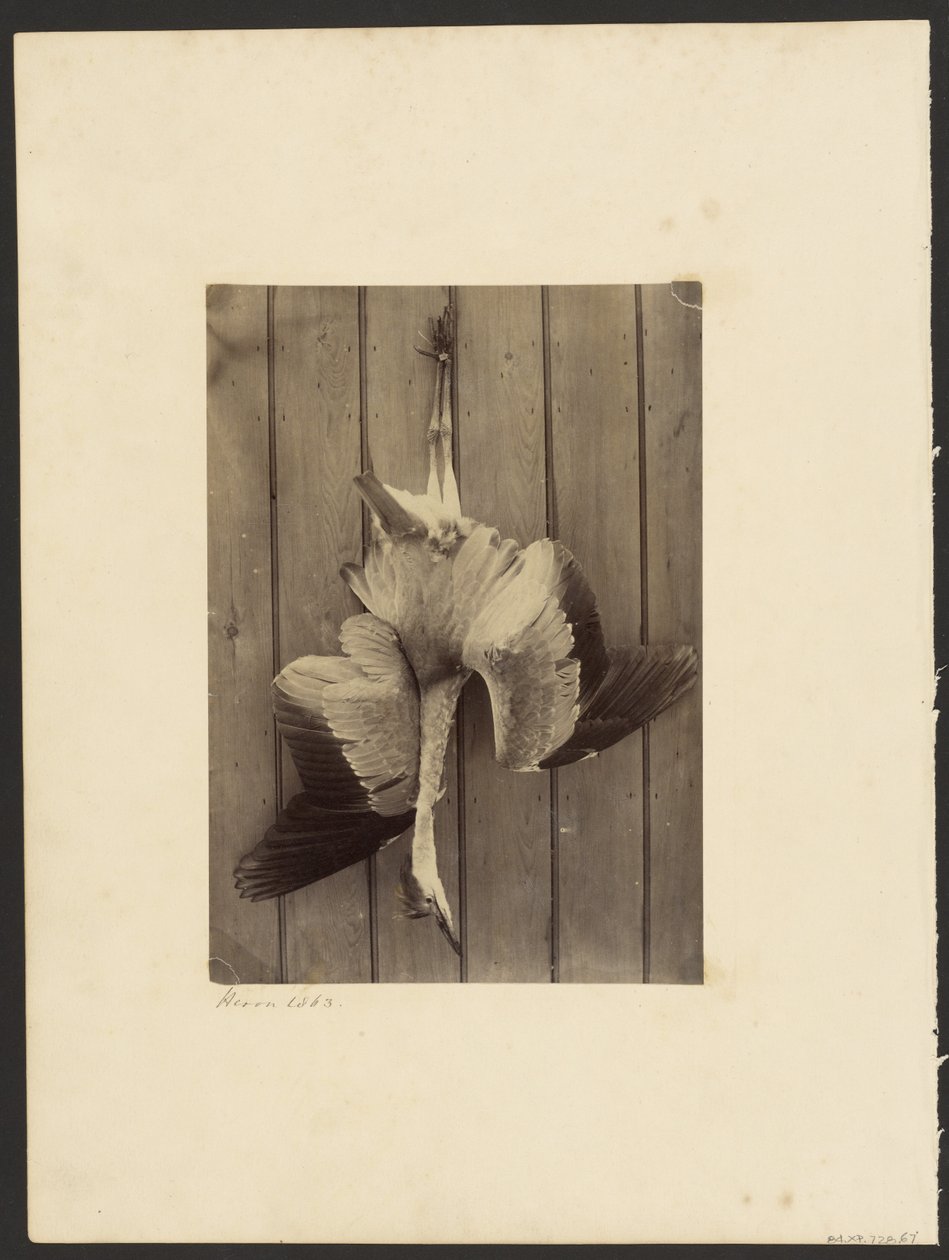 Heron alkotó: Francis Edmond Currey