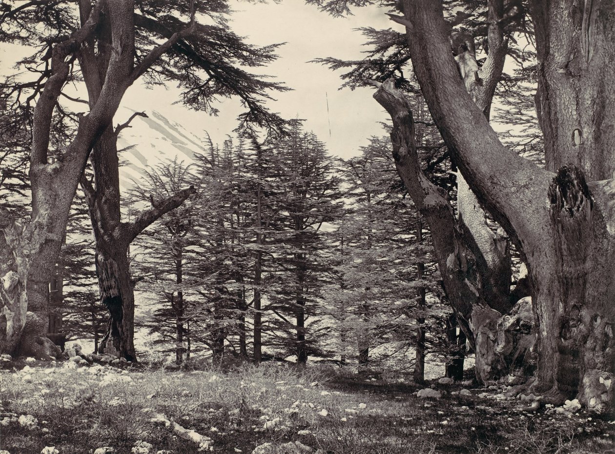 Libanoni cédrusok, kb. 1857. alkotó: Francis Frith
