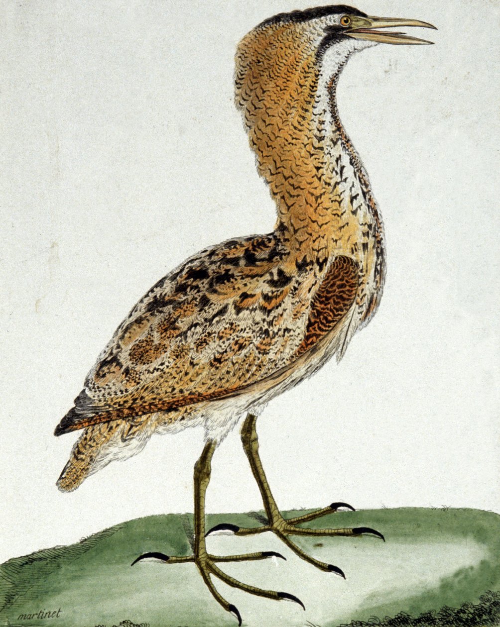 Bölömbika alkotó: Francois Nicolas Martinet