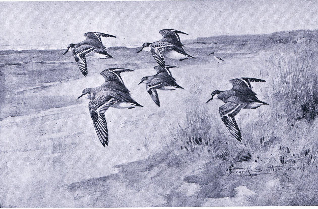 Dunlin kirándulás alkotó: Frank Southgate