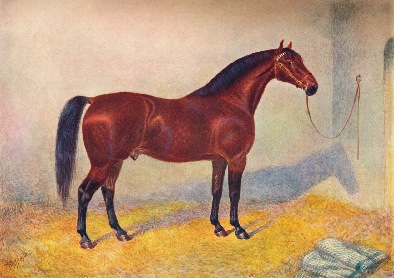 Cleveland Bay mén Sultan, c1902 c1910 alkotó: Frank Babbage