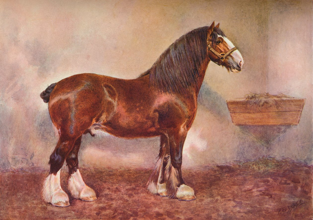 Clydesdale mén Prince of Albion, c1900 c1910 alkotó: Frank Babbage