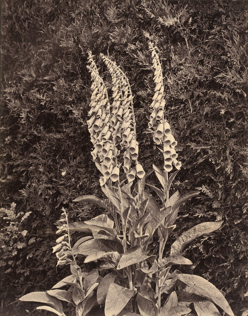 Gyűszűvirág, c. 1860-as évek. alkotó: Frank Mason Good