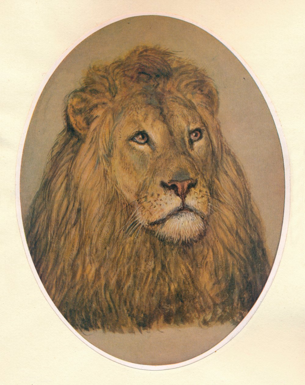 Oroszlánfej, c1896 alkotó: Frank Paton