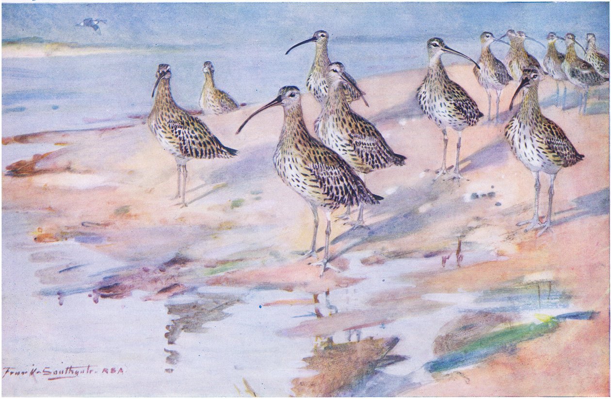Curlews at Blakeney Point (litho) alkotó: Frank Southgate