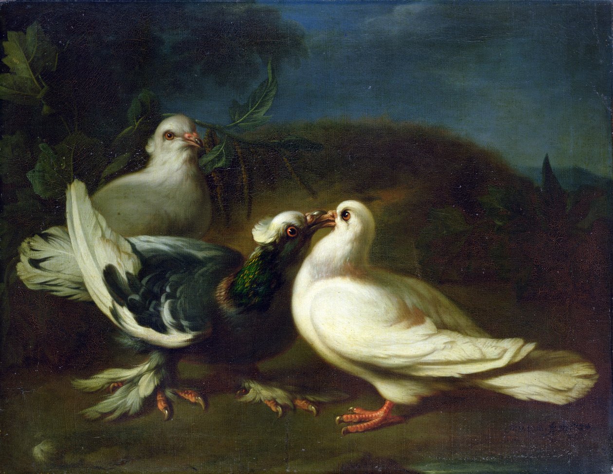 Galambok, 1724 alkotó: Franz Werner Tamm