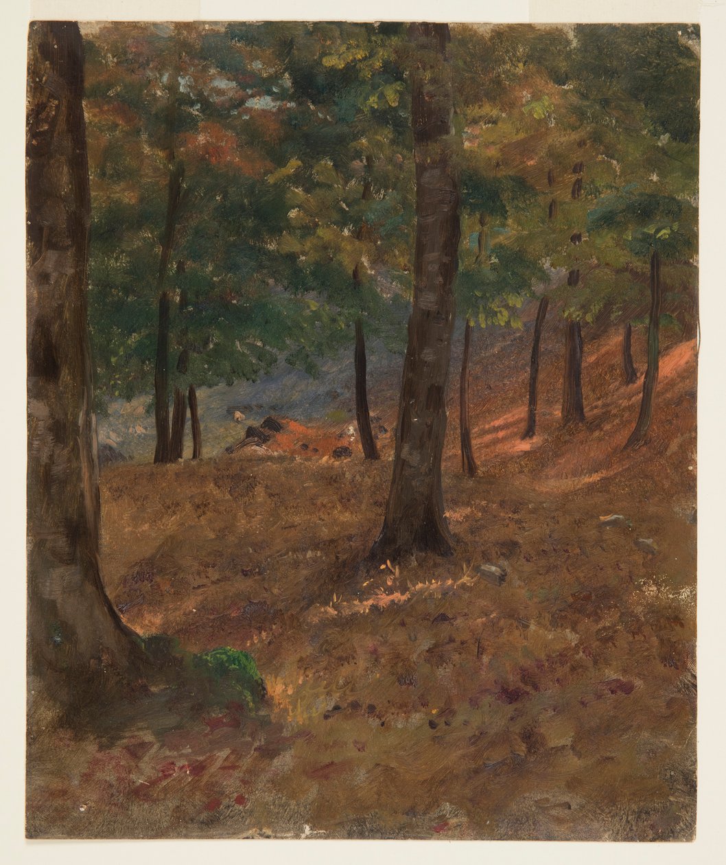 Rajz, erdei jelenet, 1870-80 alkotó: Frederic Edwin Church