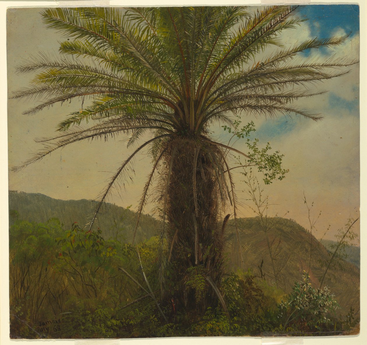 Tree Fern, Jamaica, 1865. július alkotó: Frederic Edwin Church
