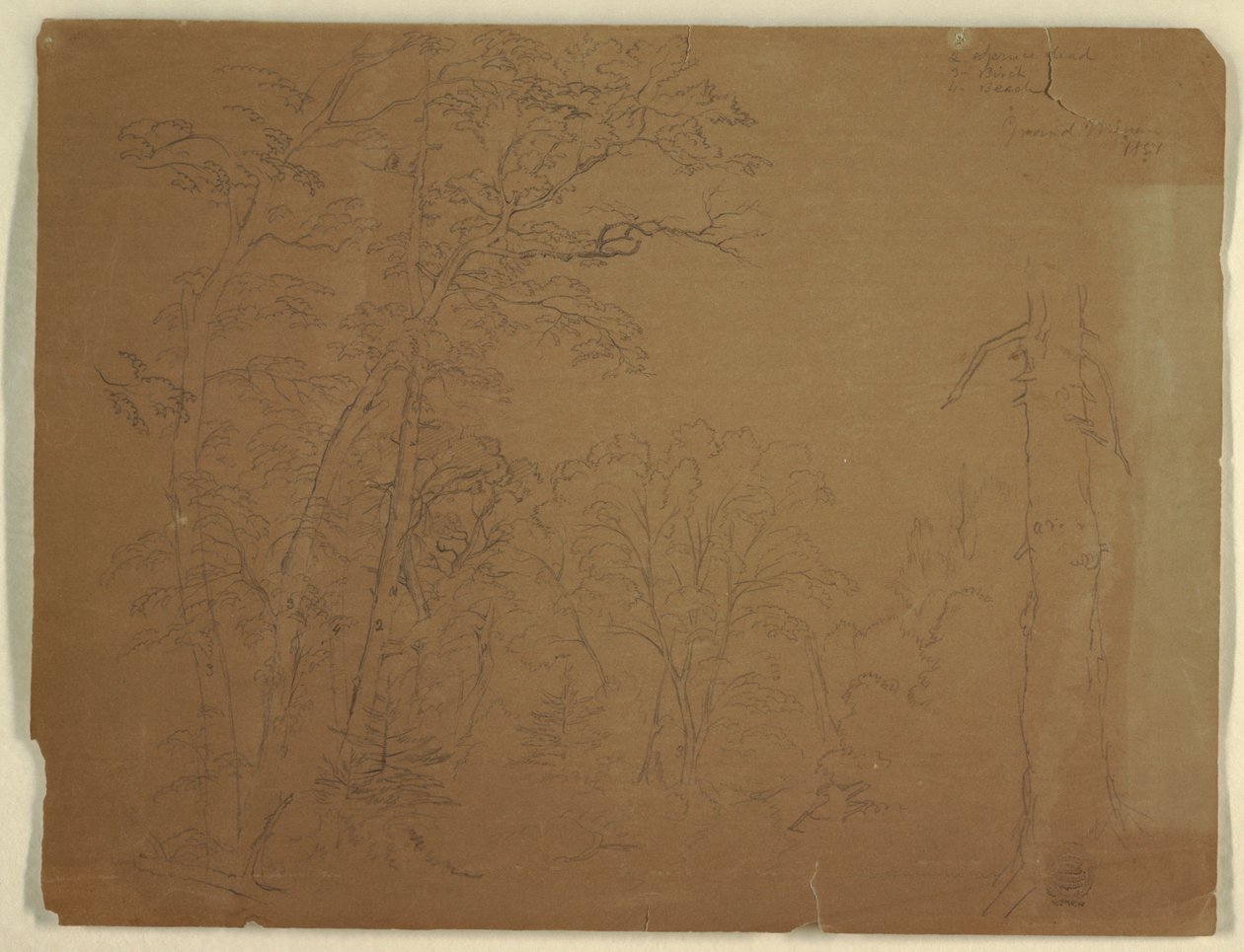 Fák, Grand Manan-sziget, Kanada alkotó: Frederic Edwin Church