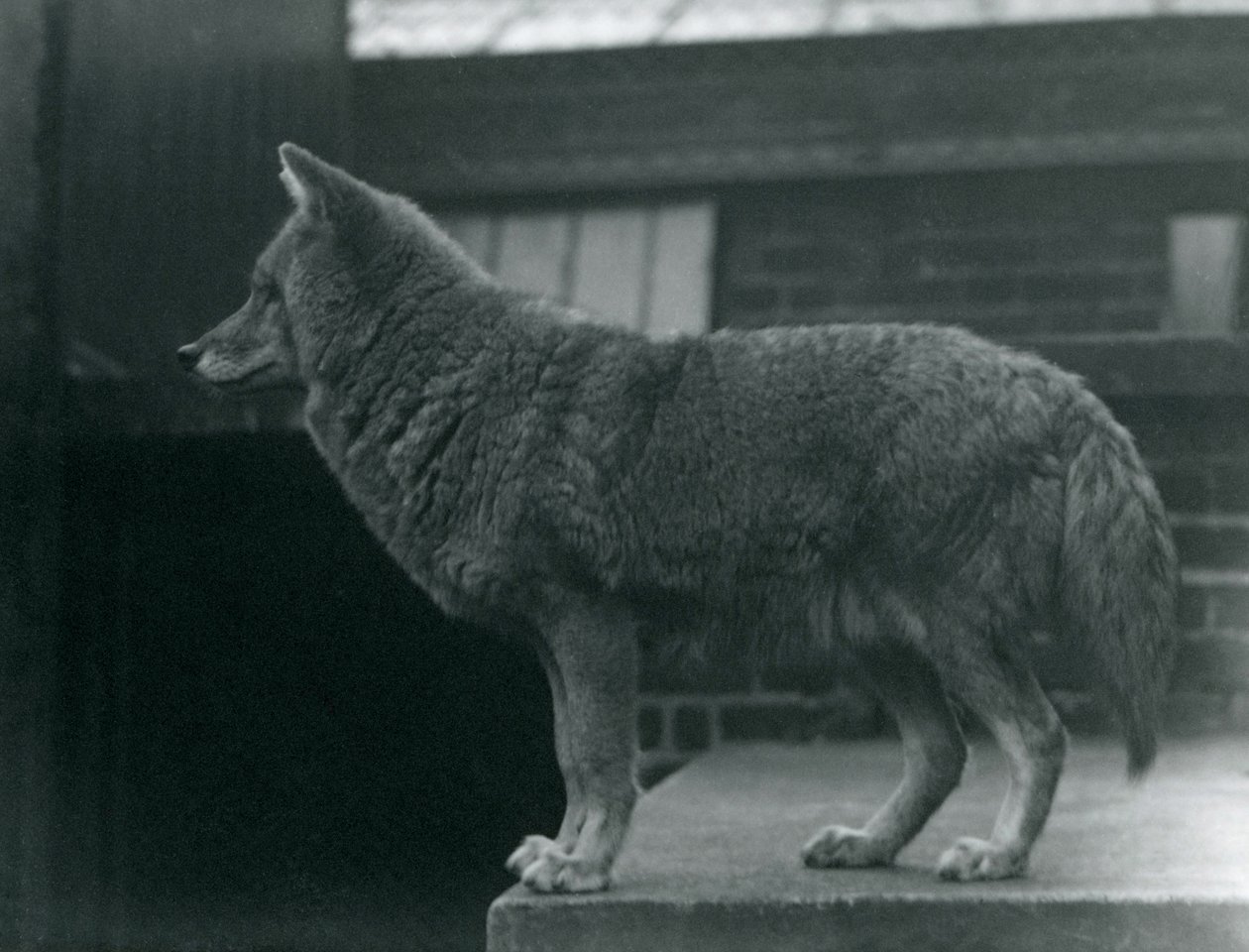 Egy prérifarkas a londoni állatkertben, 1920 októbere alkotó: Frederick William Bond