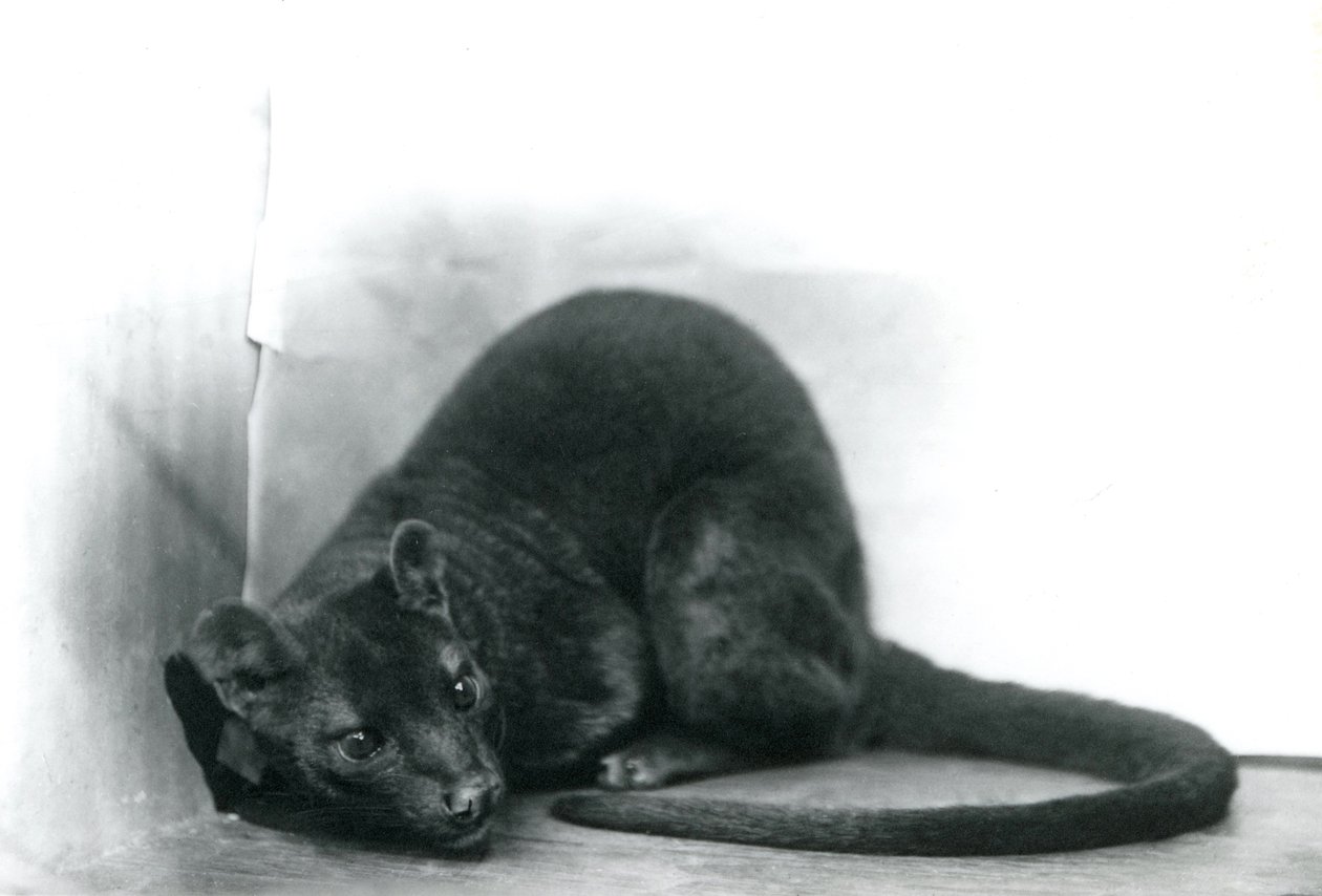 Egy Fossa a londoni állatkertben, 1912. november alkotó: Frederick William Bond