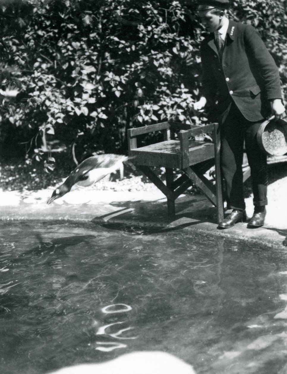 Egy Gentoo pingvin egy hal után merül, amelyet az állattartó éppen a medencéjébe dobott, Londoni Állatkert, 1914. június alkotó: Frederick William Bond