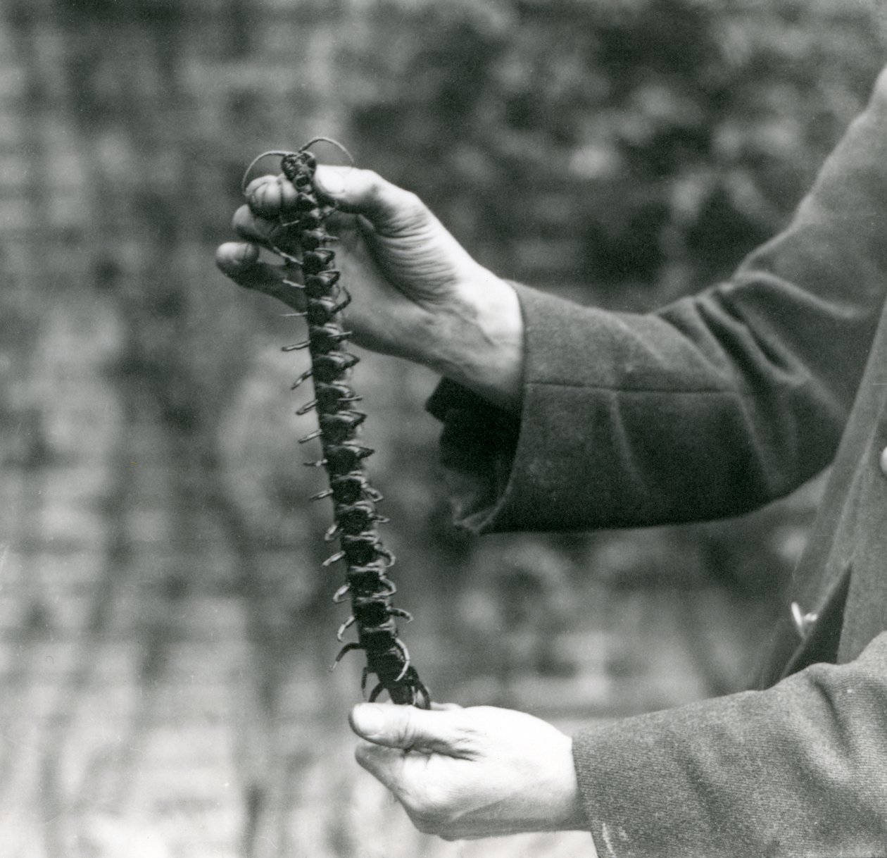 Óriás százlábút tart gondosan a gondozója, Londoni Állatkert, 1923 (fekete-fehér fotó) alkotó: Frederick William Bond